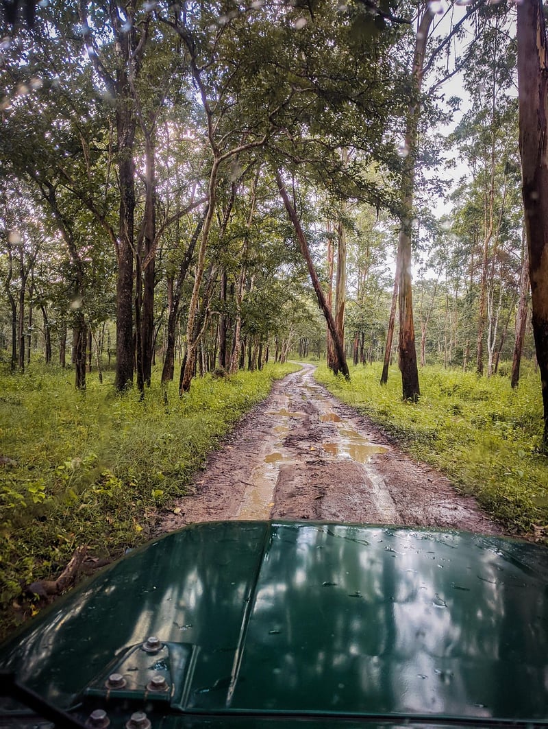 Forest Sanctuaries