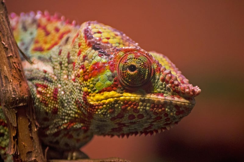 Legendary Reptiles