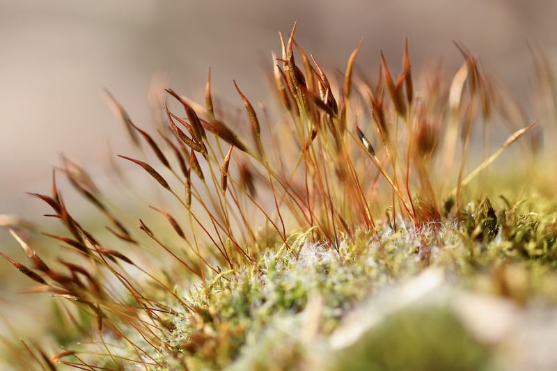 Phoenix Feather Moss