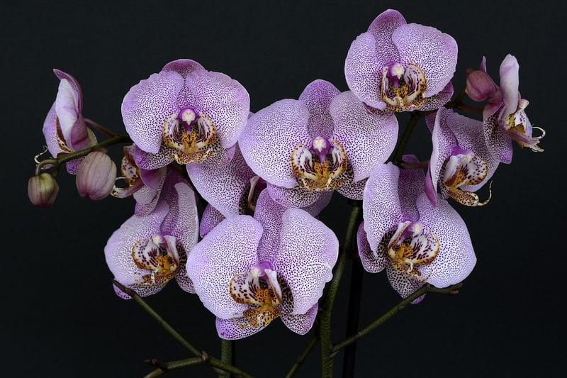 Dragon's Fire Orchid
